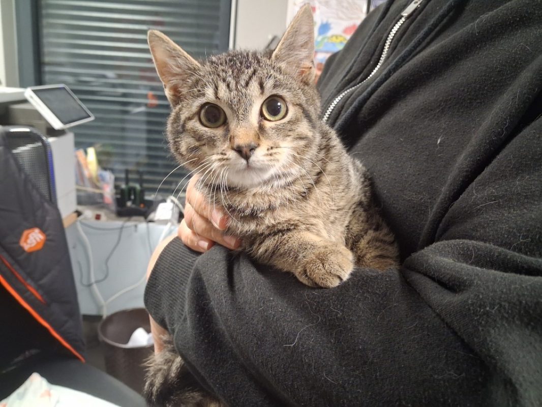 Odin - Chat Européen à adopter