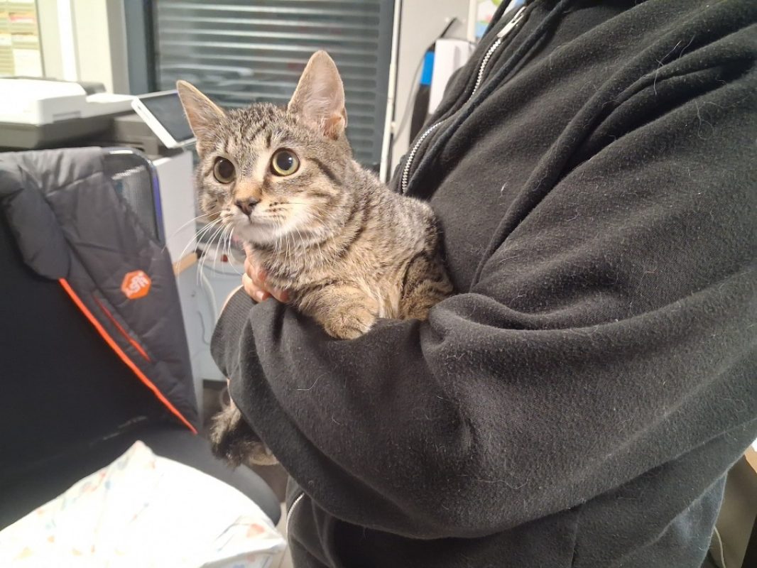 Odin - Chat Européen à adopter - photo 2