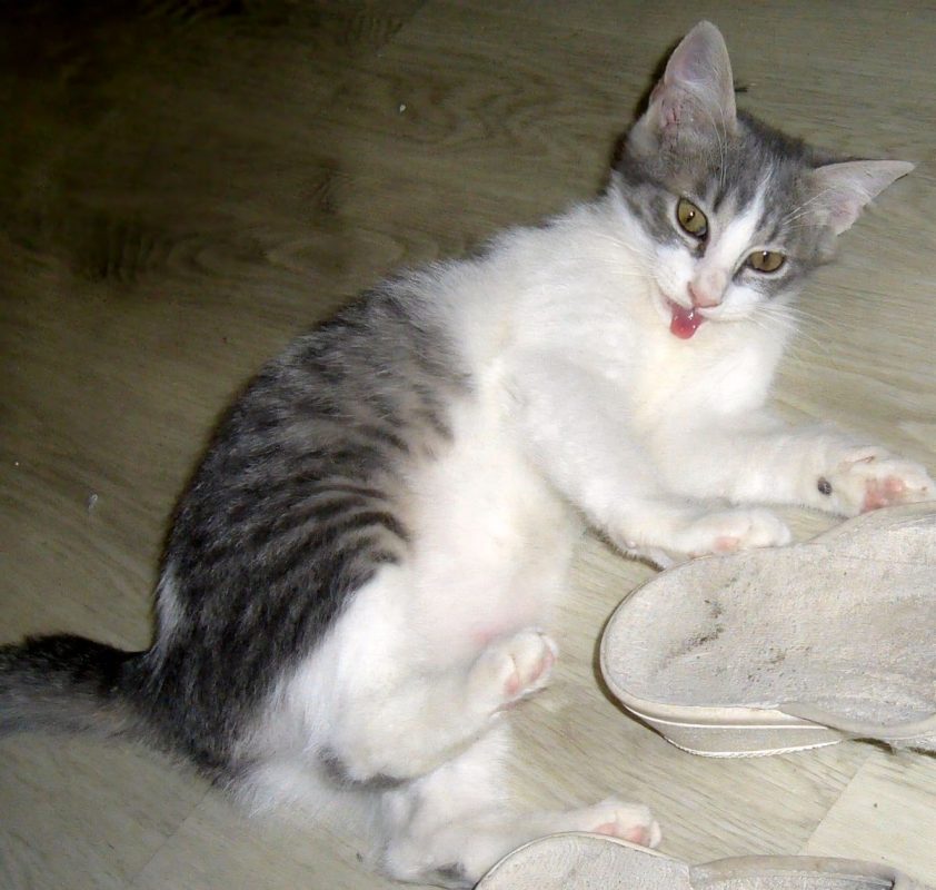 Babie - Chat à adopter - photo 2