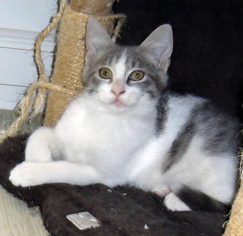 Babie - Chat à adopter