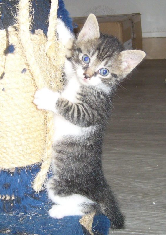 Réglisse - Chat à adopter