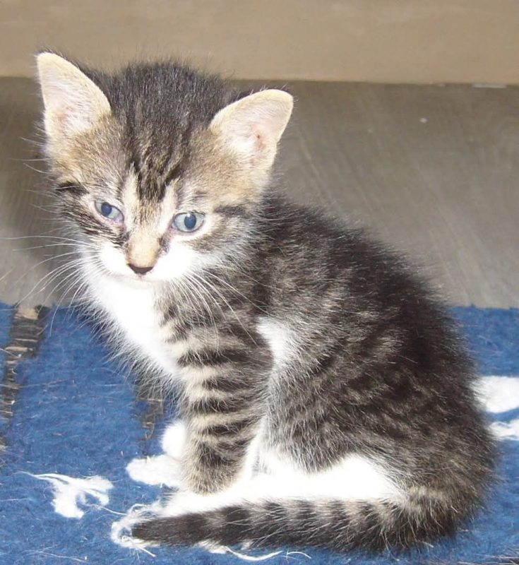 Réglisse - Chat à adopter - photo 2