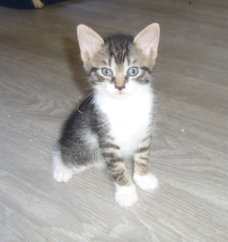 Réglisse - Chat à adopter - photo 3