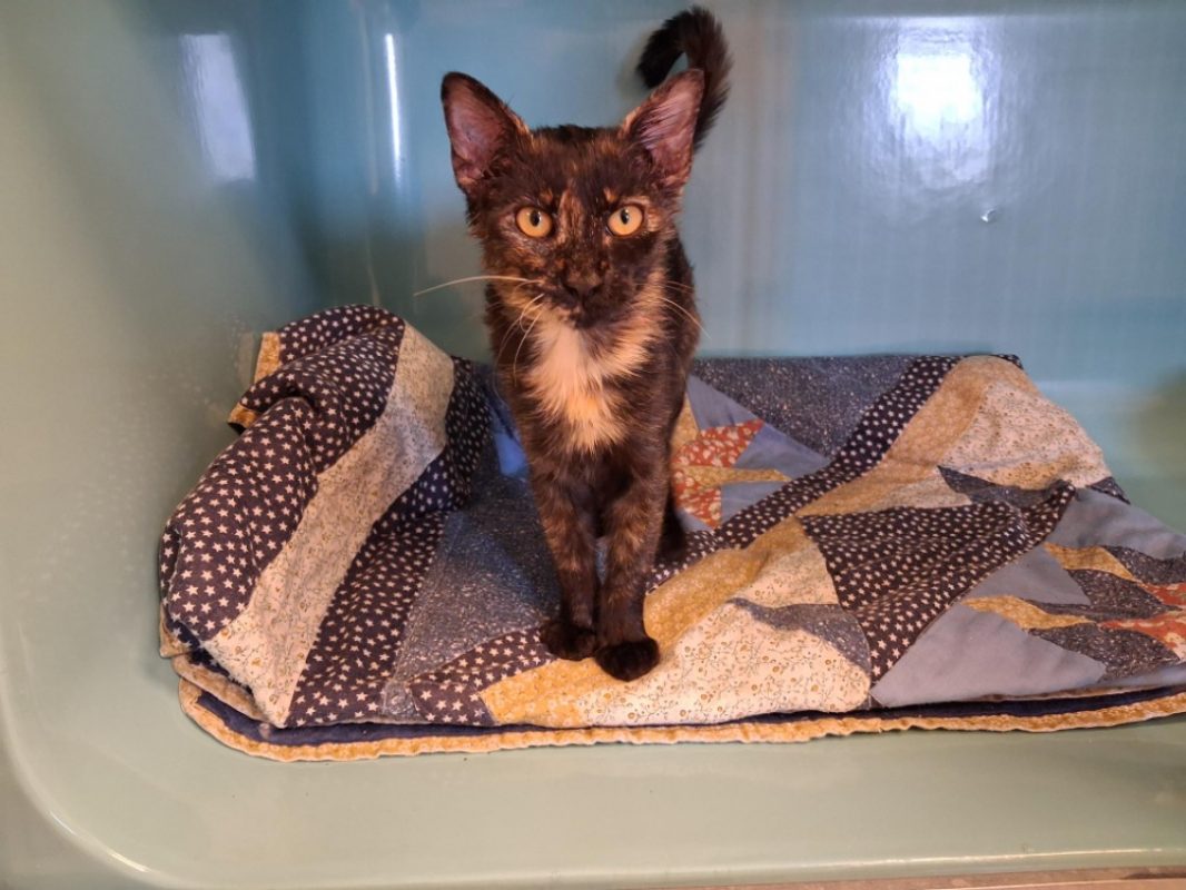 Pandora - Chat Européen à adopter