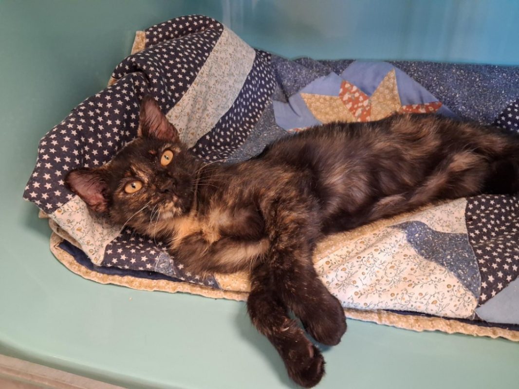 Pandora - Chat Européen à adopter - photo 2