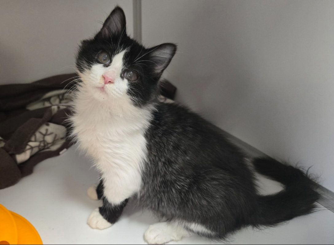 Brad - Chat Européen à adopter
