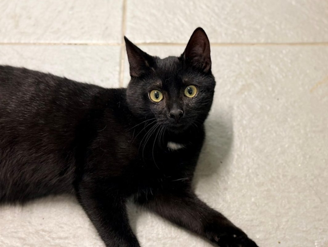 Lupin - Chat Européen à adopter