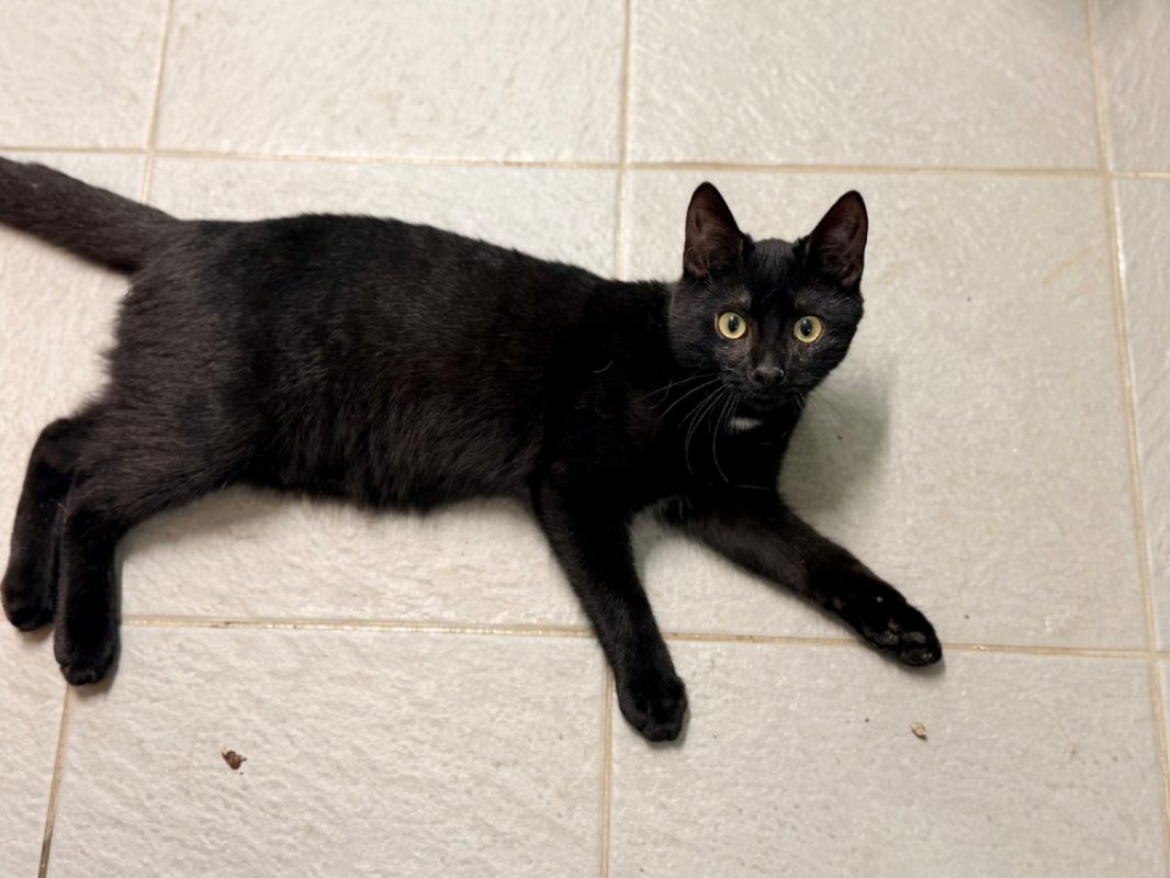 Lupin - Chat Européen à adopter - photo 2