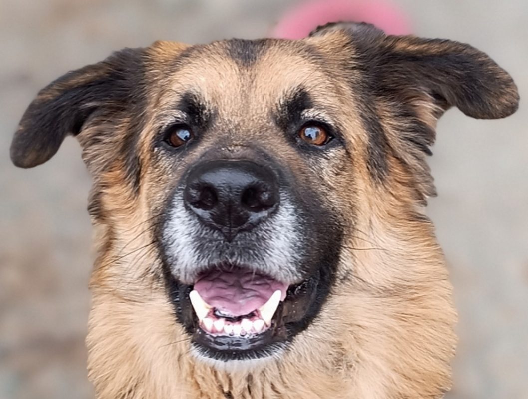 Lys - Chien Berger Allemand à adopter