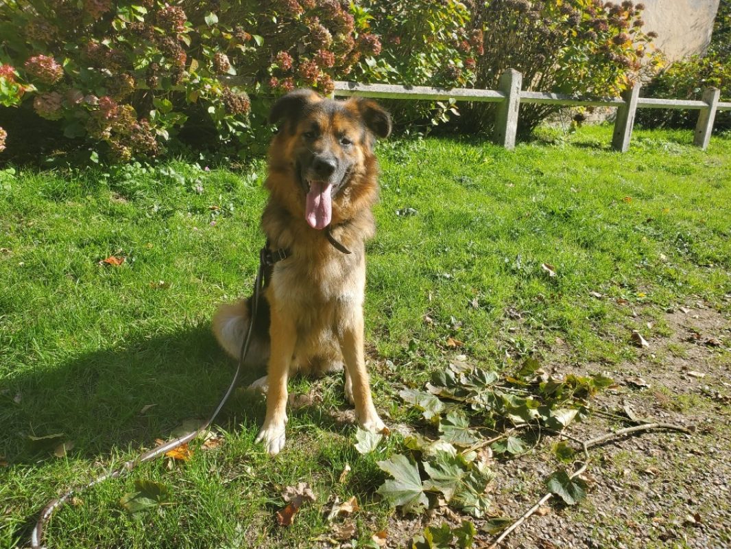 Lys - Chien Berger Allemand à adopter - photo 9