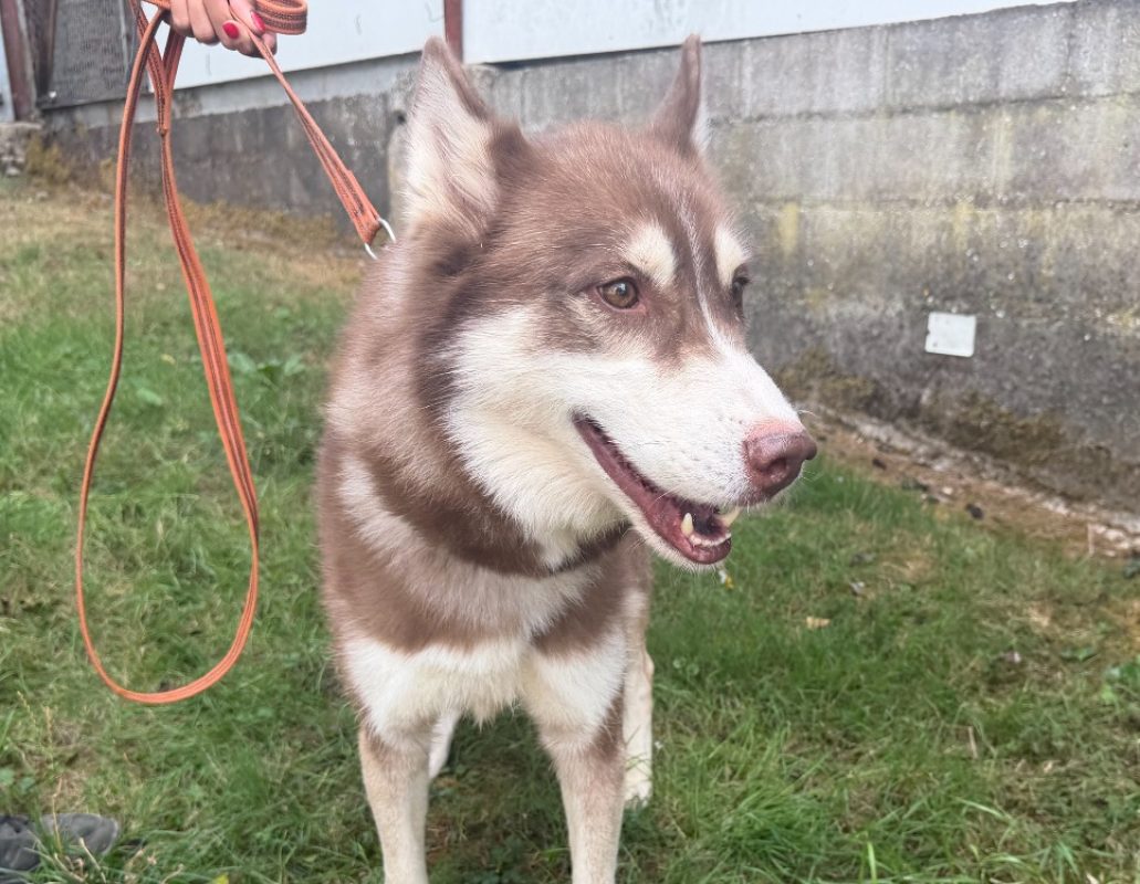 Louky - Chien Husky Sibérien à adopter