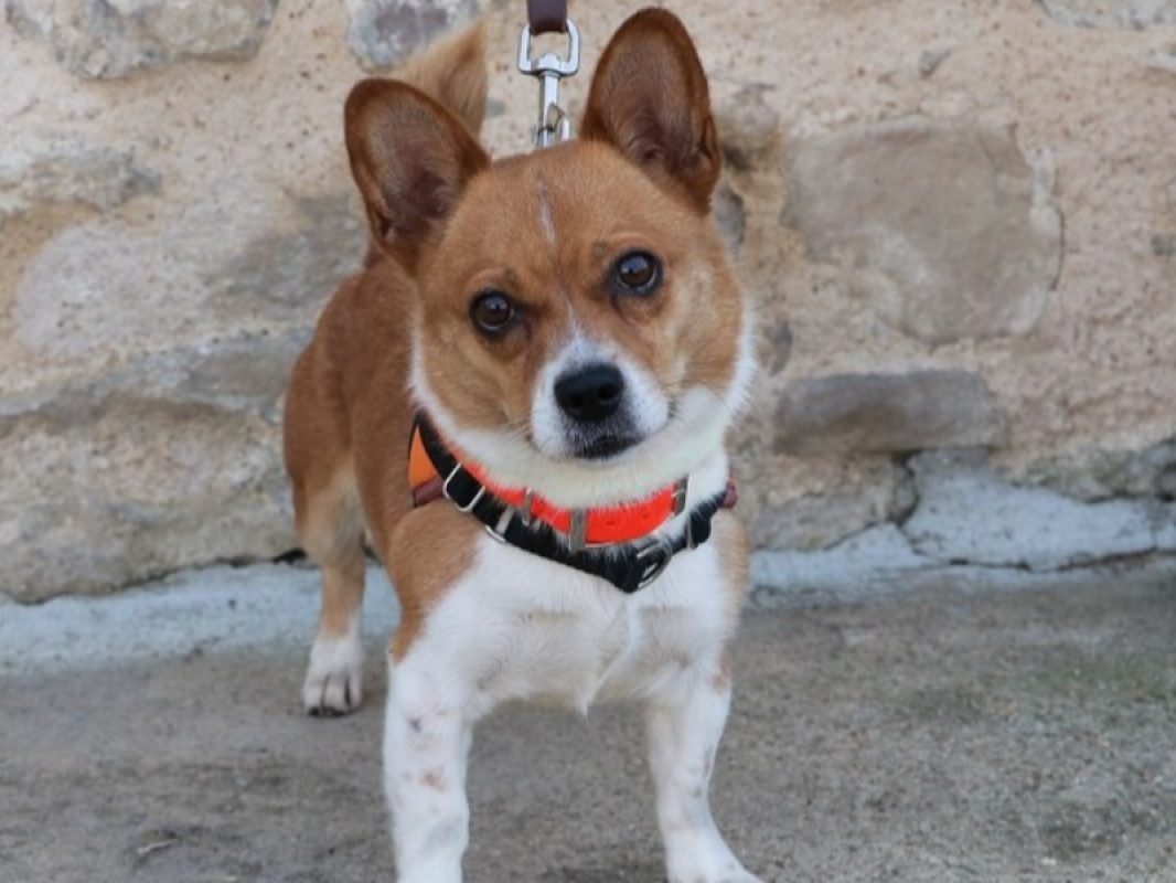 Lola - Chien à adopter