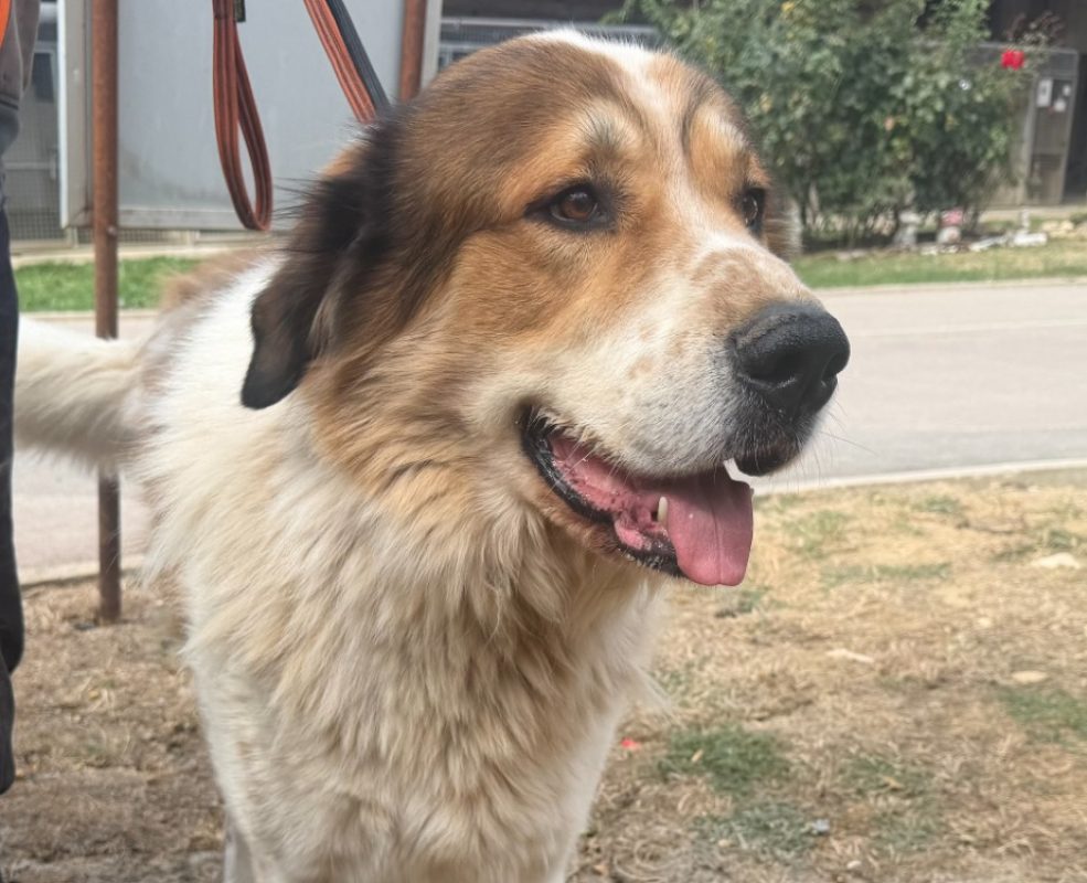 Bobi - Chien Berger à adopter