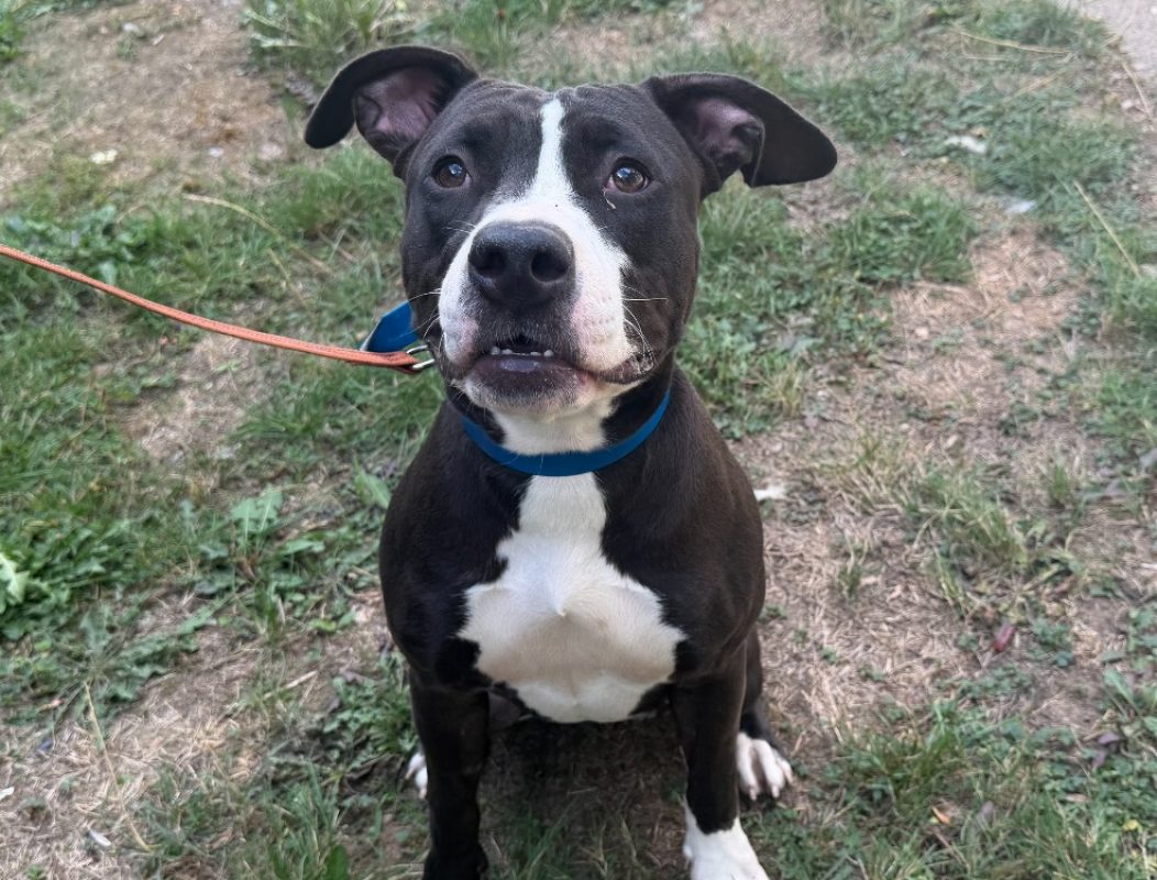 Pim's - Chien Bouledogue Américain à adopter