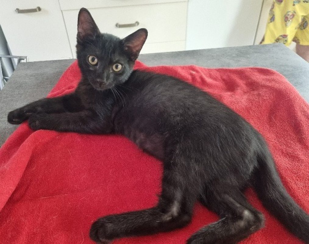 Shadow - Chat Européen à adopter