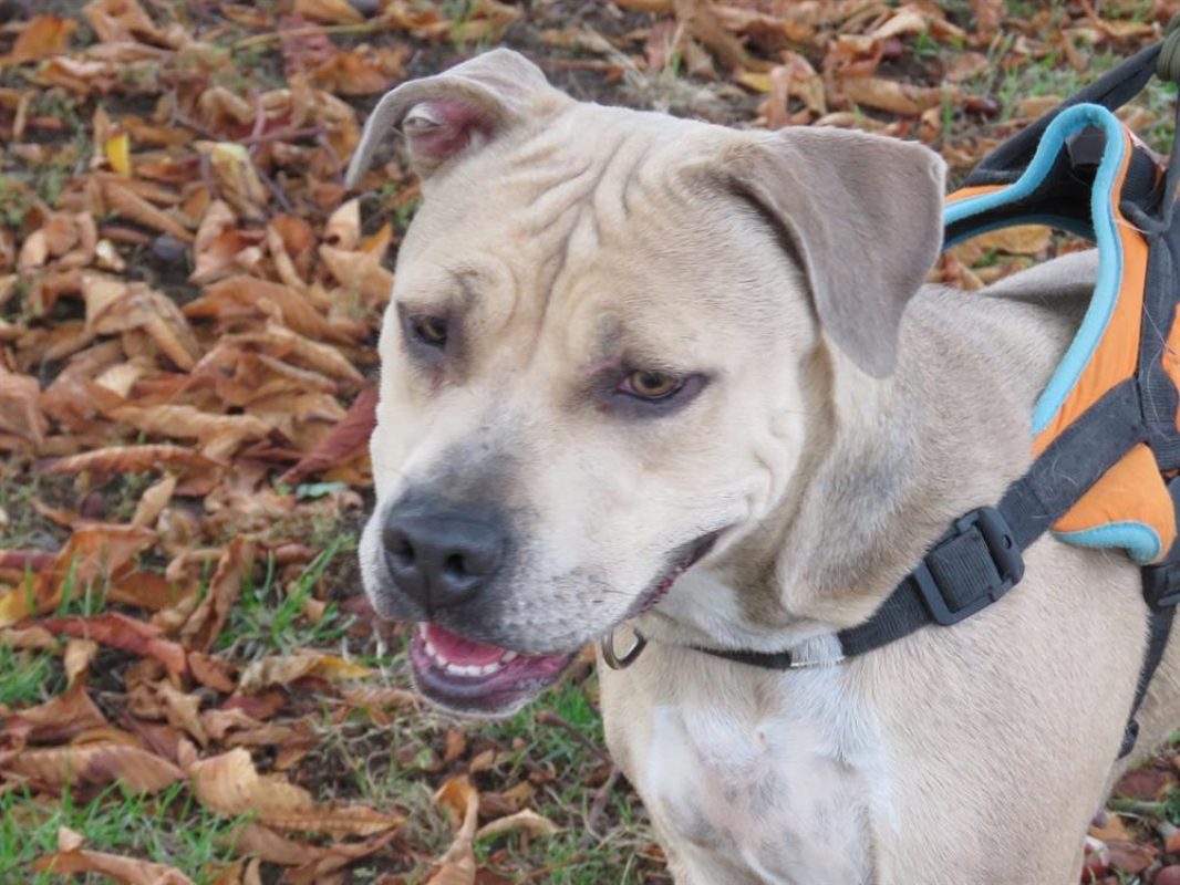 Nawak - Chien à adopter - photo 4