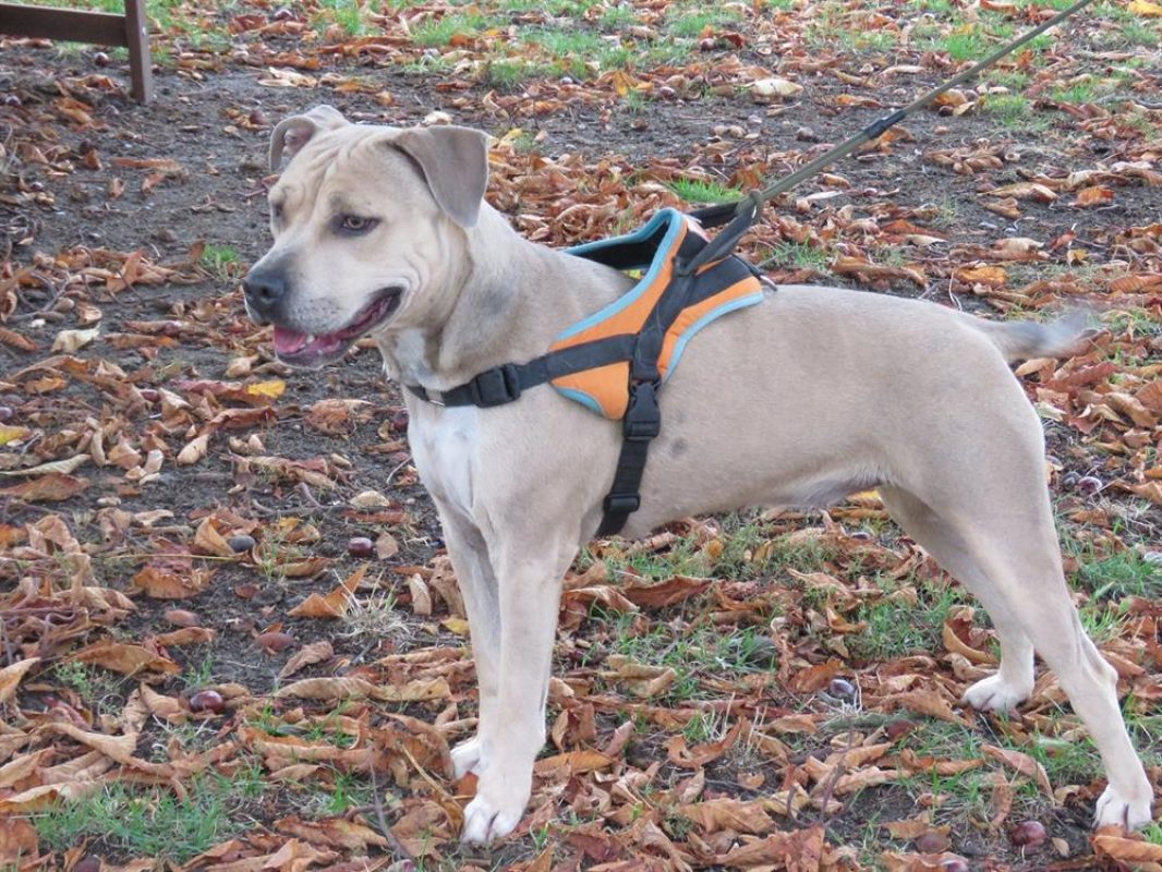 Nawak - Chien à adopter - photo 5