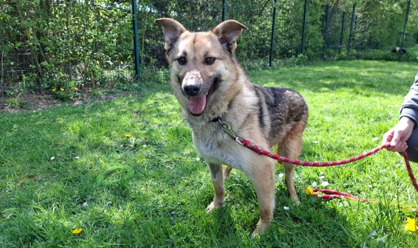 Lyra - Chien à adopter
