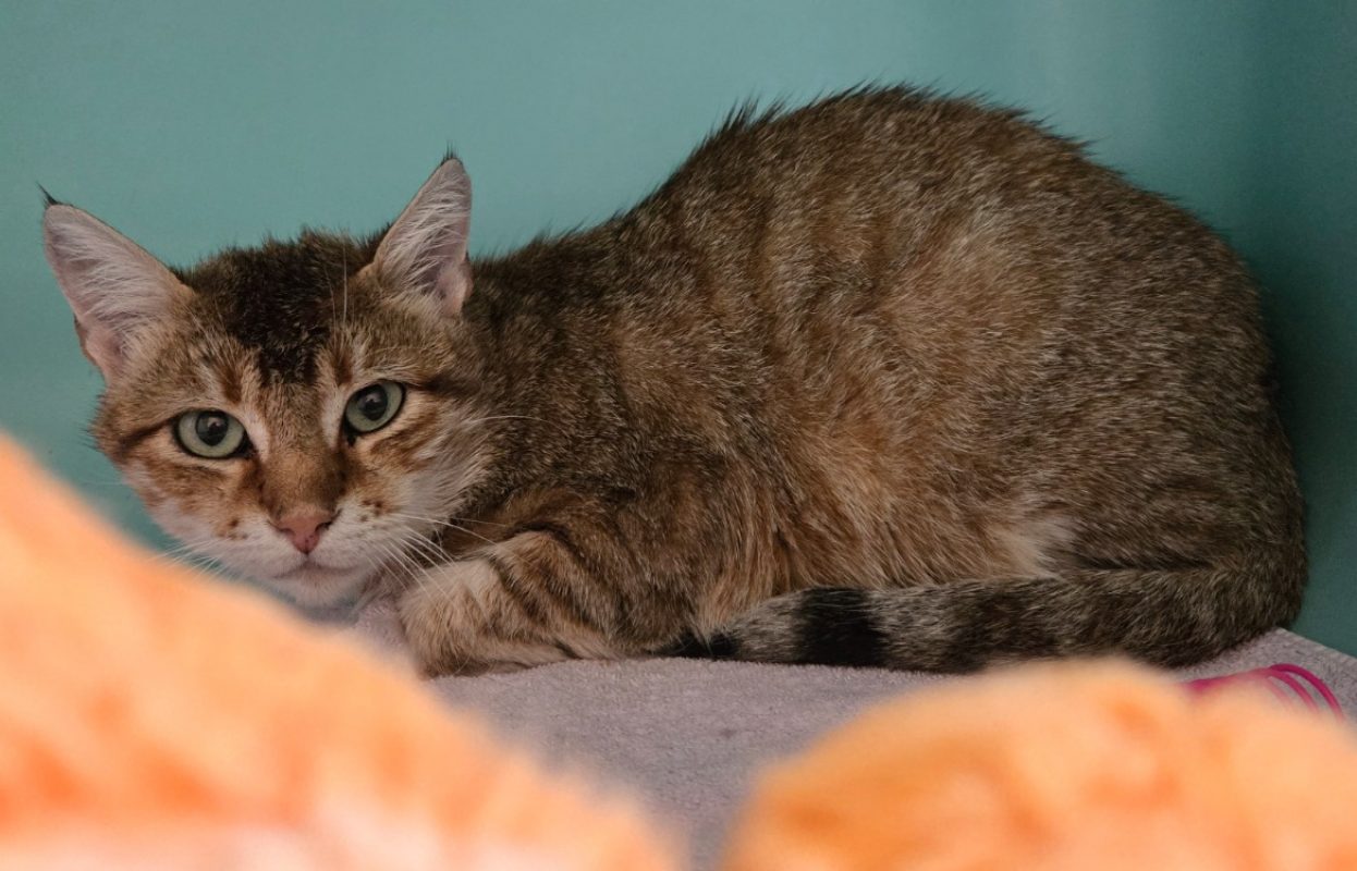 Ron - Chat Européen à adopter