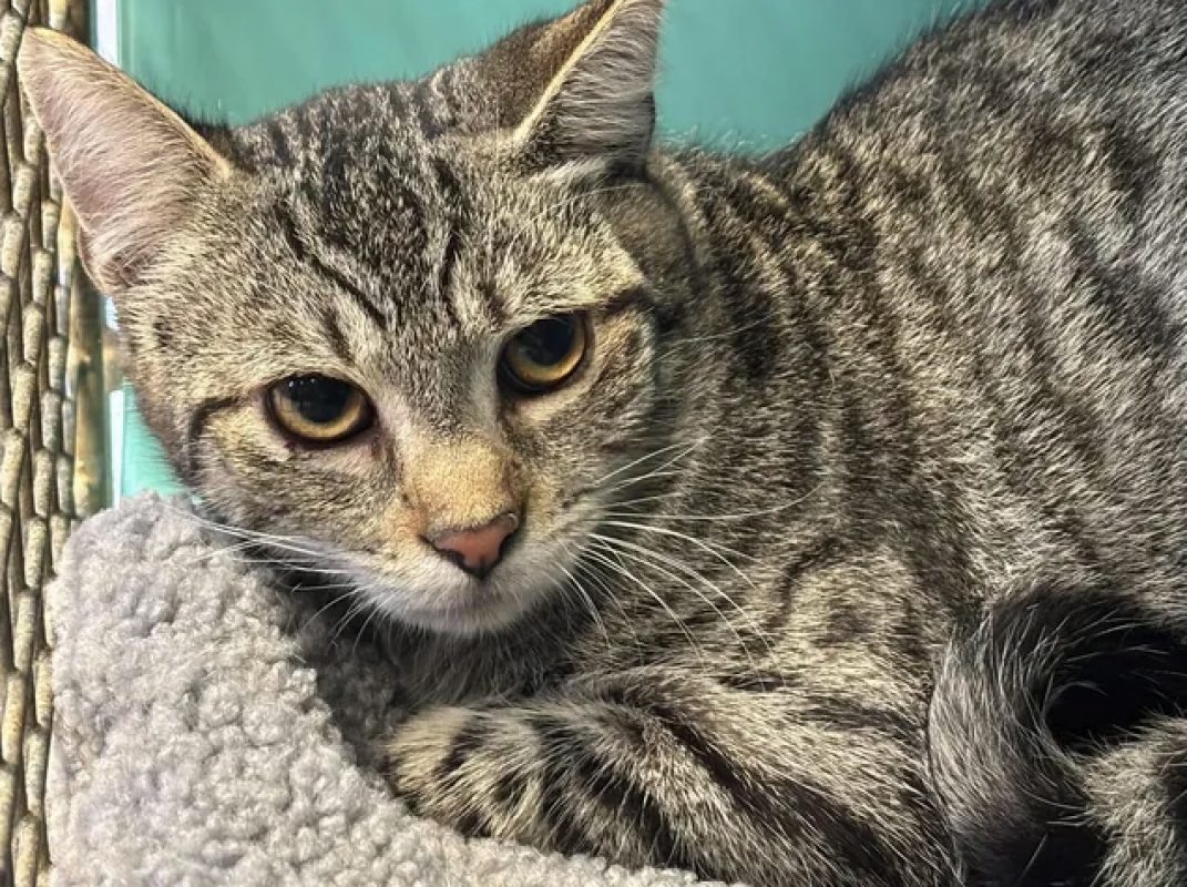 Bonus - Chat Européen à adopter
