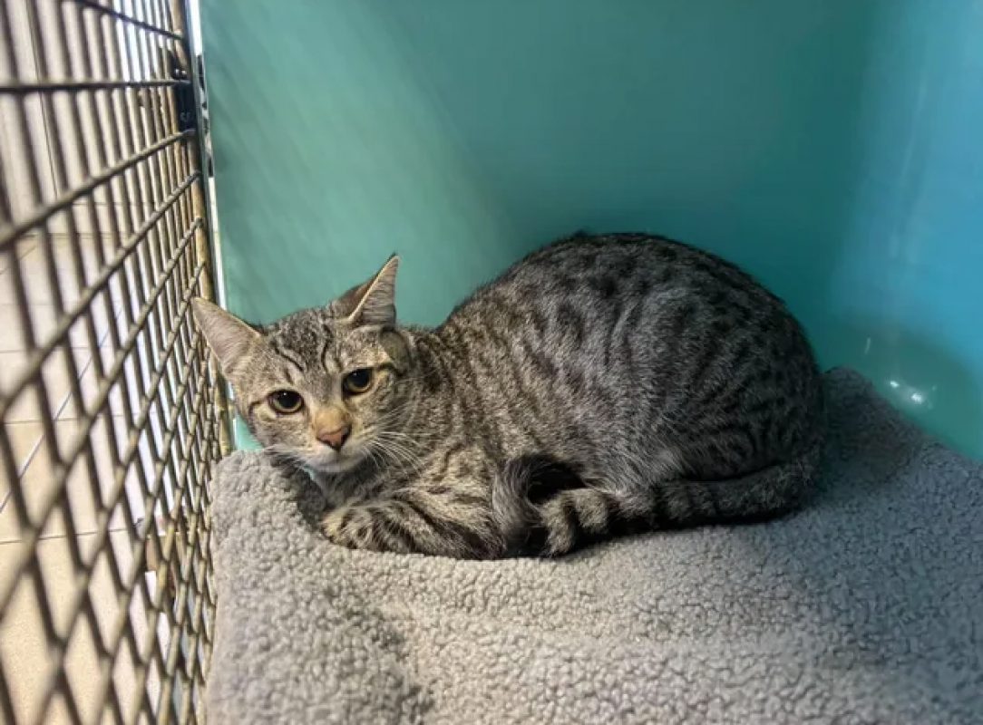 Bonus - Chat Européen à adopter - photo 2