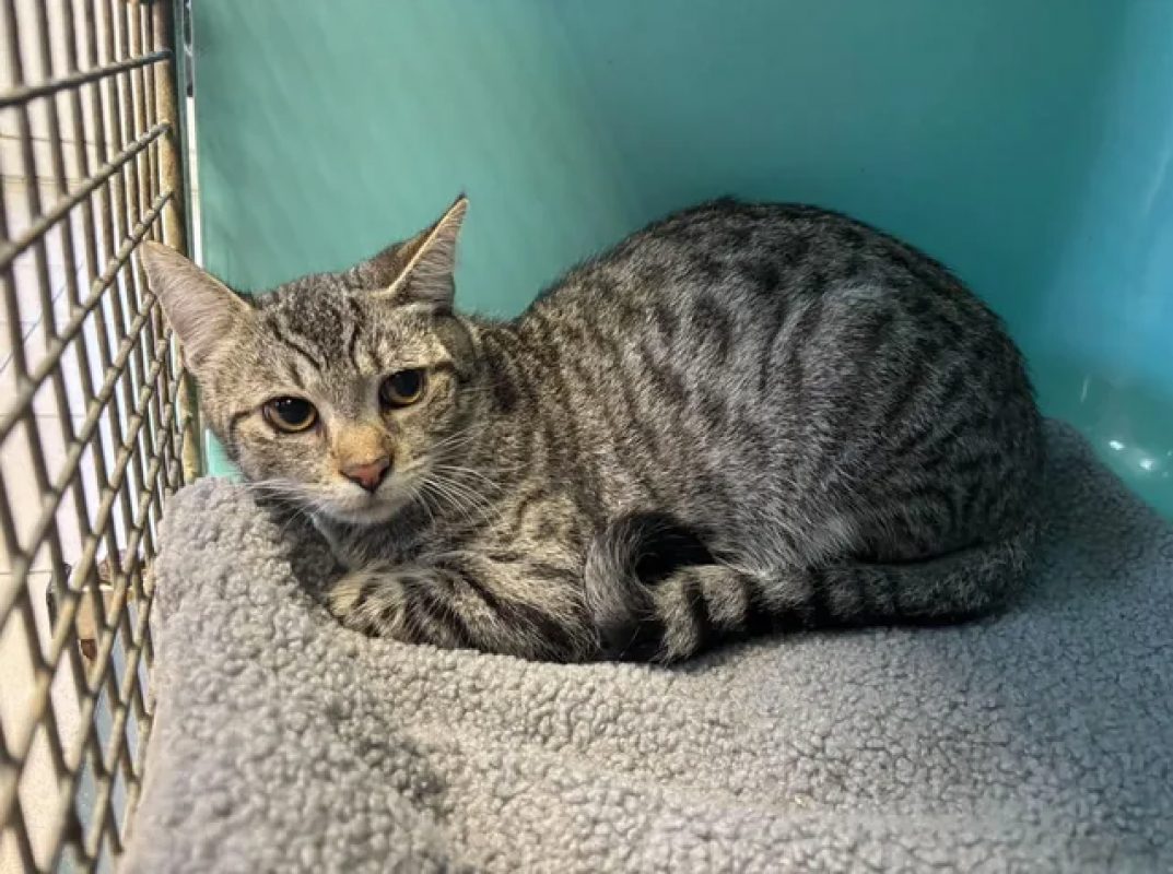 Bonus - Chat Européen à adopter - photo 3