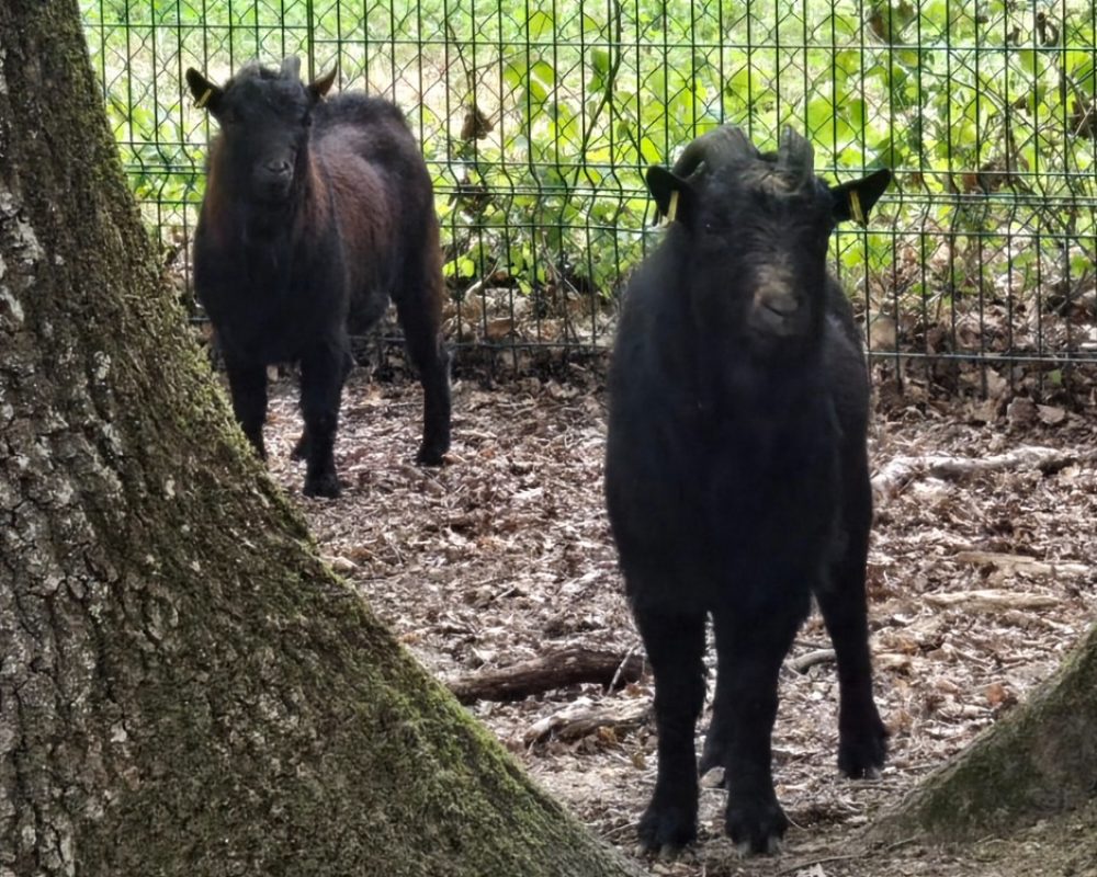 Bambino - Animal de ferme Bouc à adopter