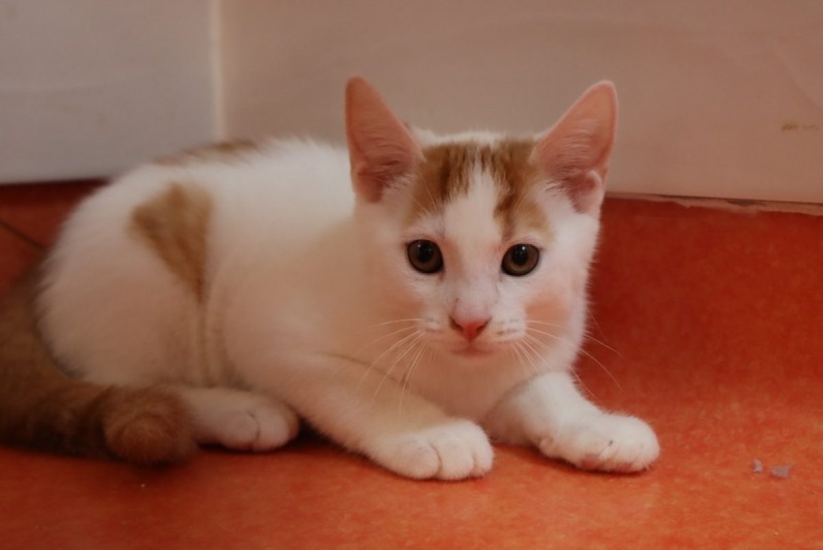 Groov - Chat Européen à adopter