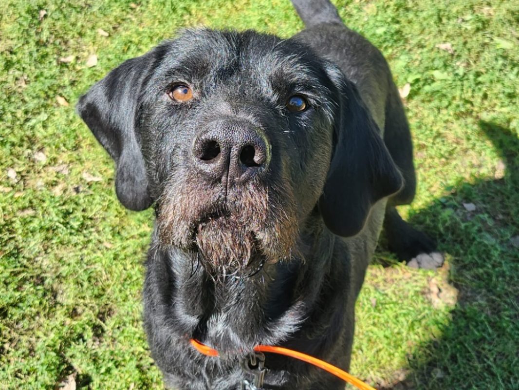 Sherpa - Chien Drahthaar à adopter