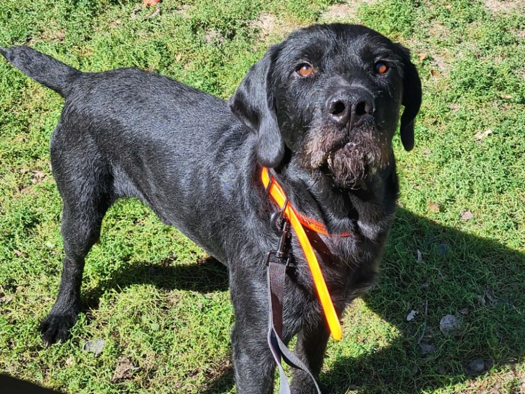 Sherpa - Chien Drahthaar à adopter - photo 2