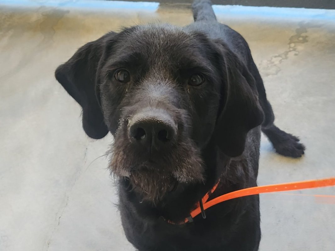 Sherpa - Chien Drahthaar à adopter - photo 4