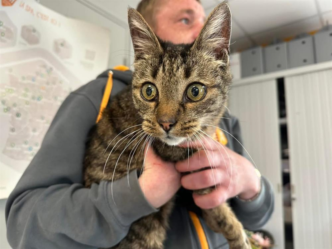 Photo #2 de Crunch en sos urgent