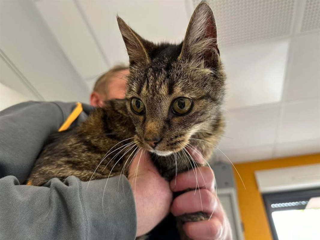 Photo #3 de Crunch en sos urgent