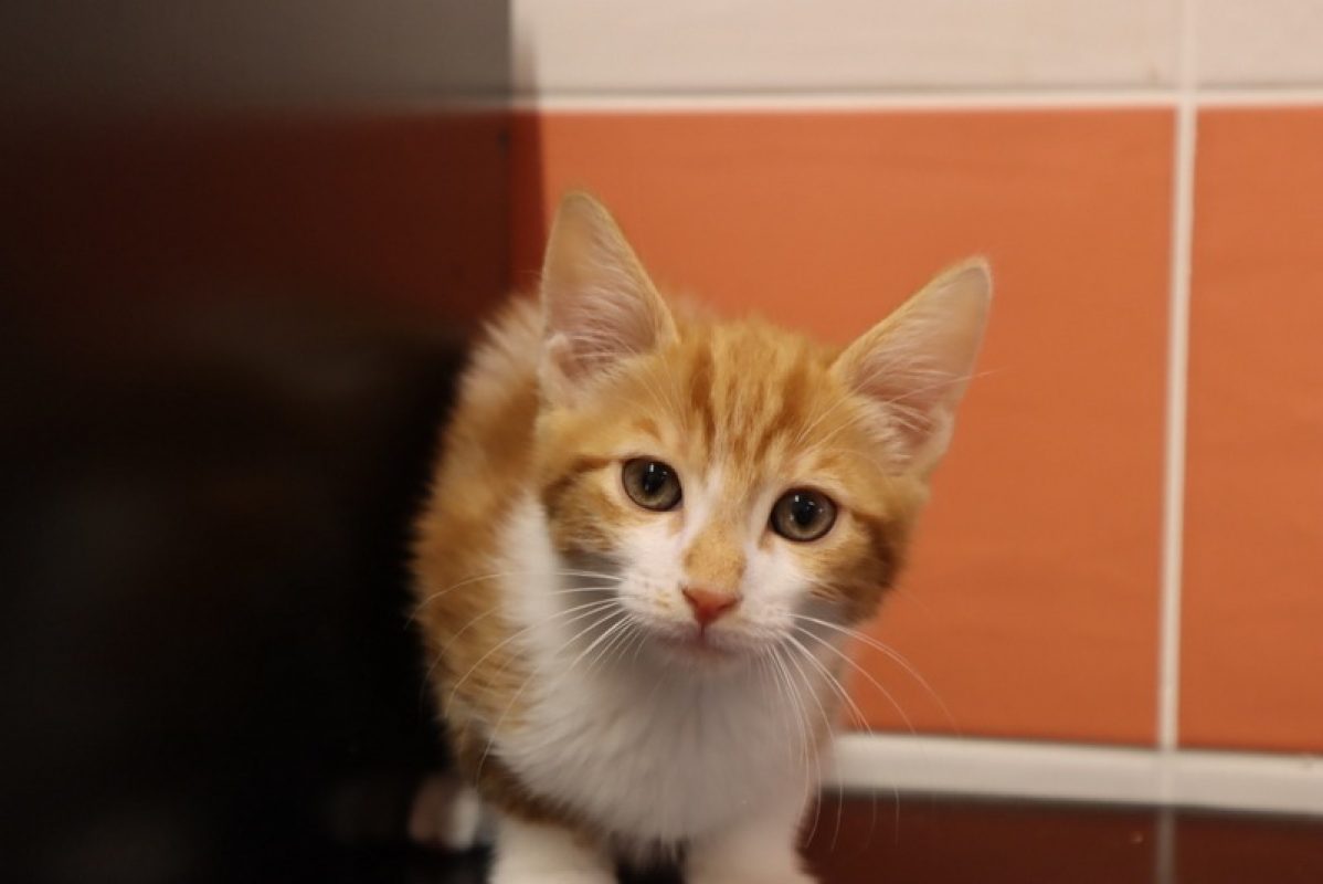 Meleda - Chat Européen à adopter