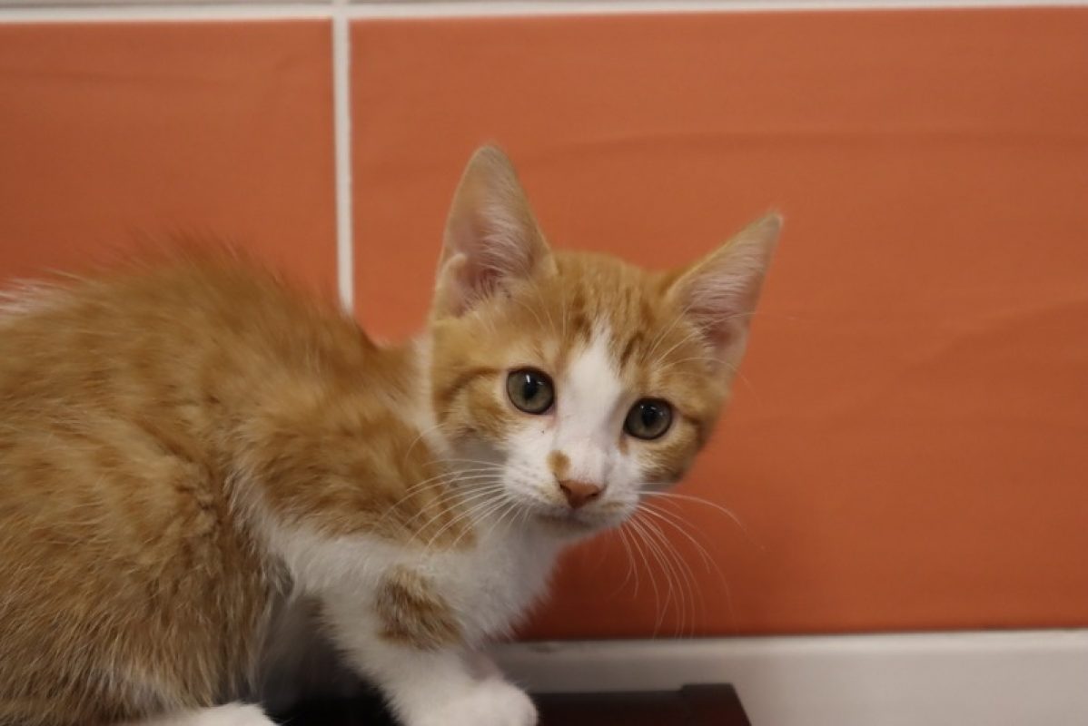 Goudy - Chat Européen à adopter