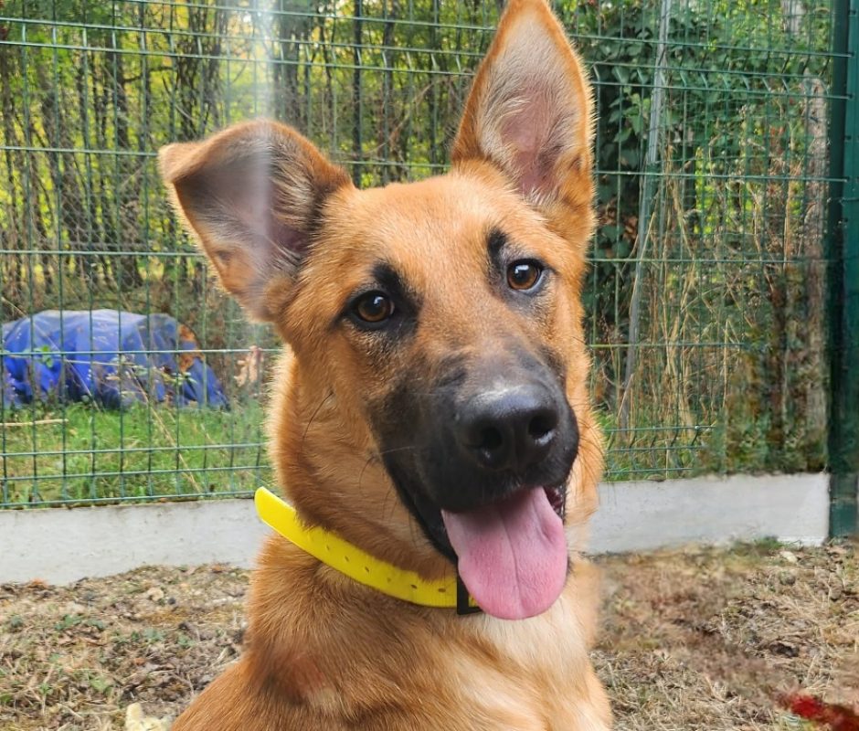 Tex - Chien Berger à adopter