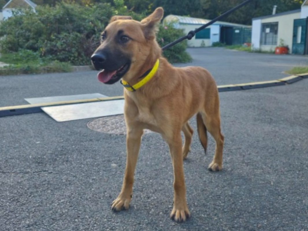 Tex - Chien Berger à adopter - photo 2