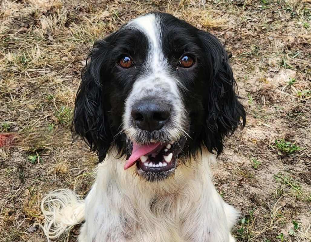 Bobby - Chien English-Springer-Spaniel à adopter