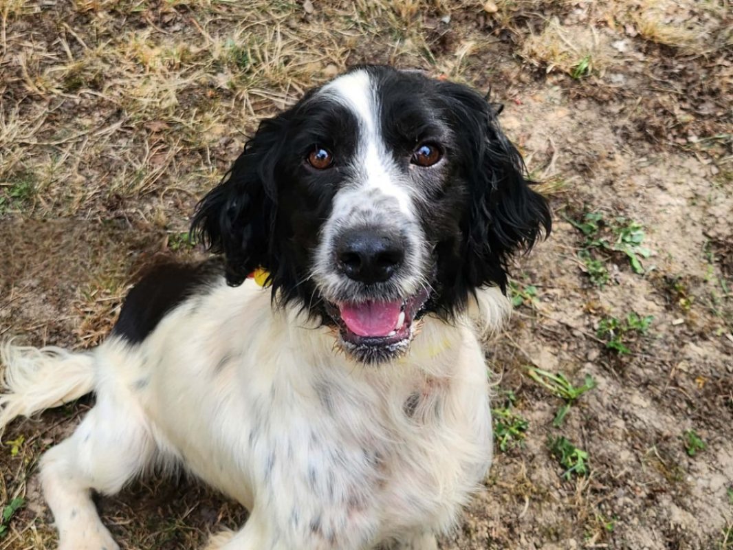 Bobby - Chien English-Springer-Spaniel à adopter - photo 2