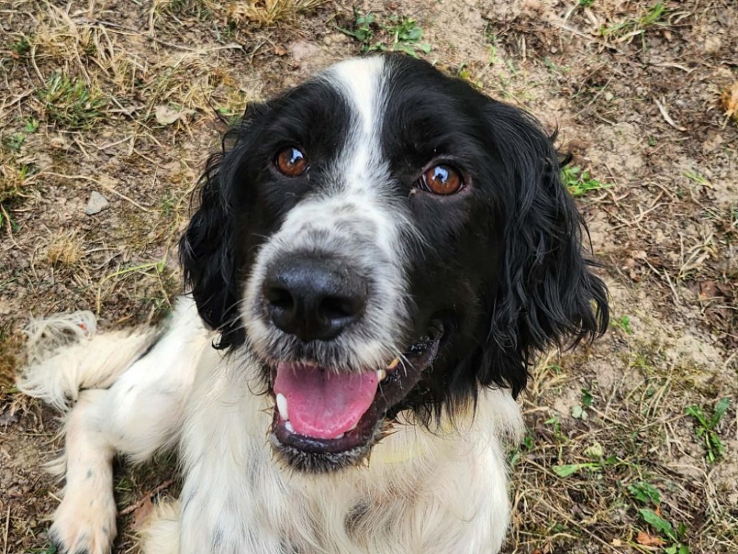Bobby - Chien English-Springer-Spaniel à adopter - photo 3