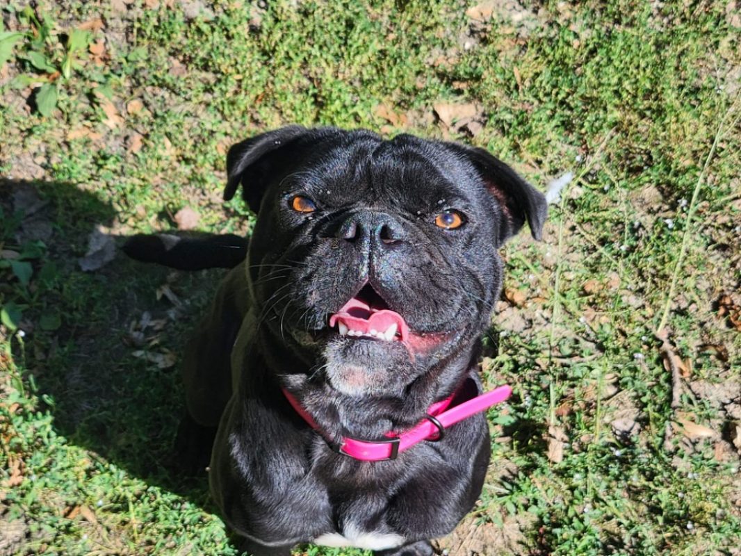Joyeux - Chien Bouledogue Français à adopter