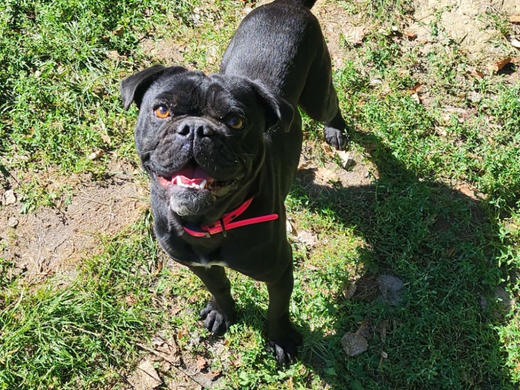 Joyeux - Chien Bouledogue Français à adopter - photo 2