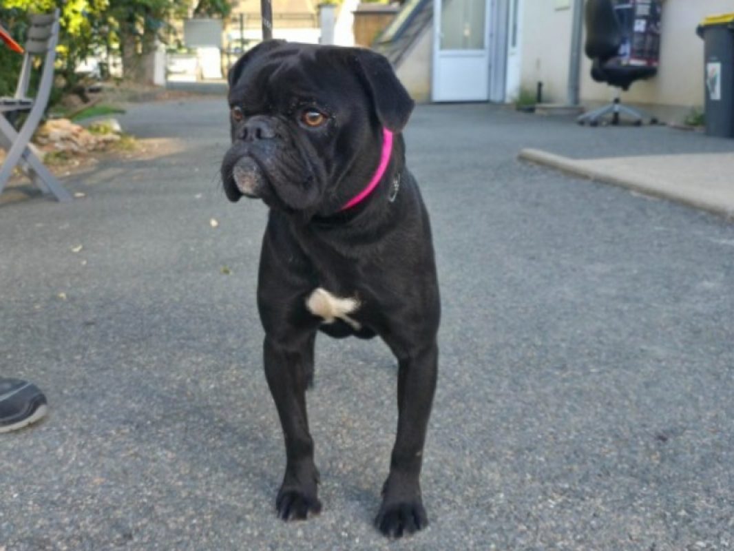 Joyeux - Chien Bouledogue Français à adopter - photo 3
