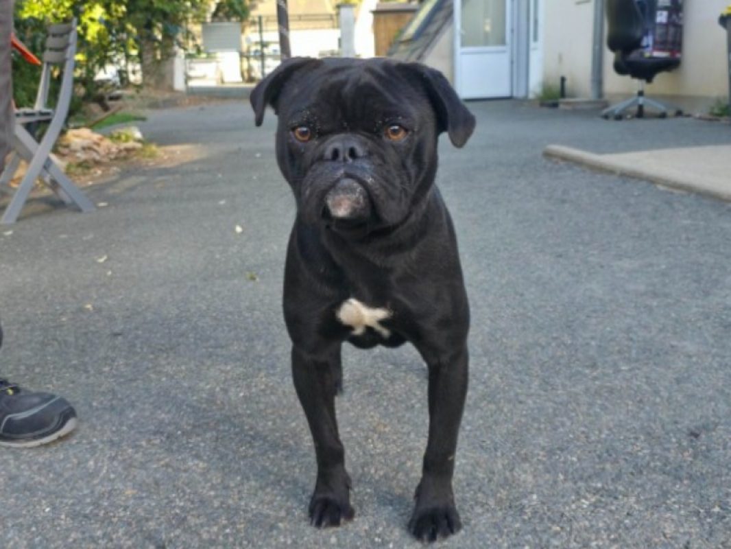 Joyeux - Chien Bouledogue Français à adopter - photo 4