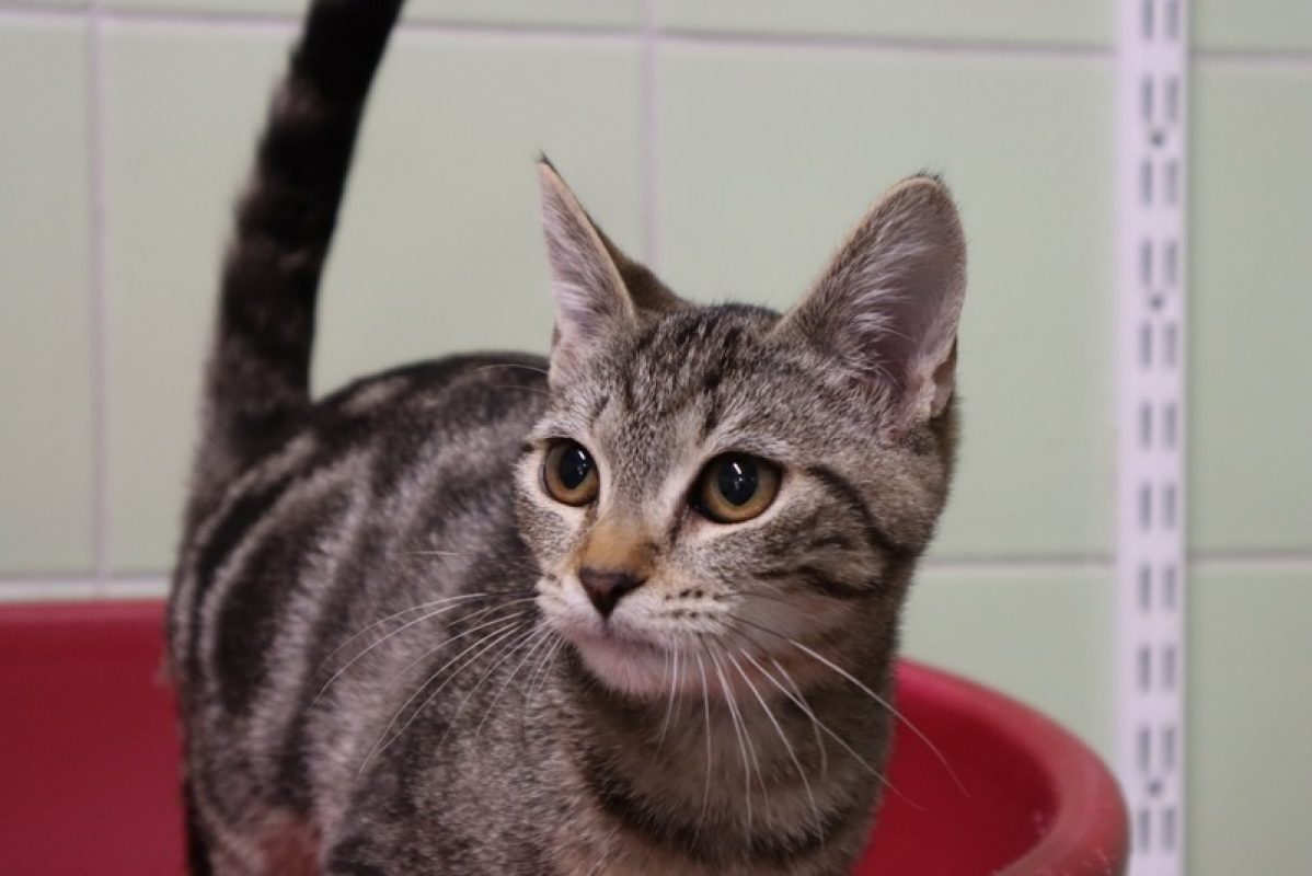 Kira - Chat Européen à adopter