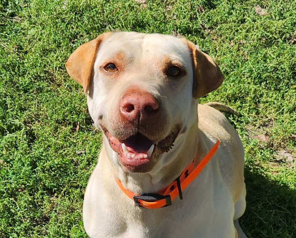 Nala - Chien à adopter