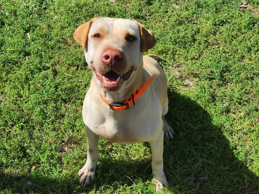 Nala - Chien à adopter - photo 2