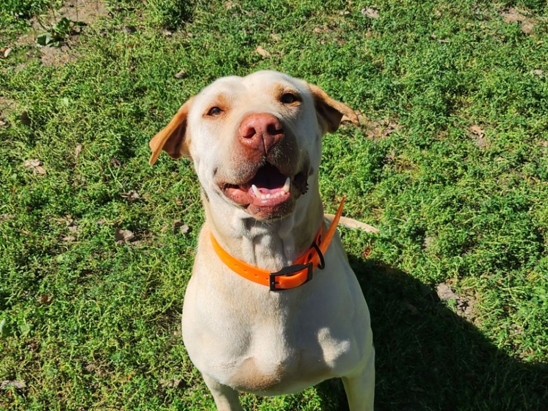 Nala - Chien à adopter - photo 3