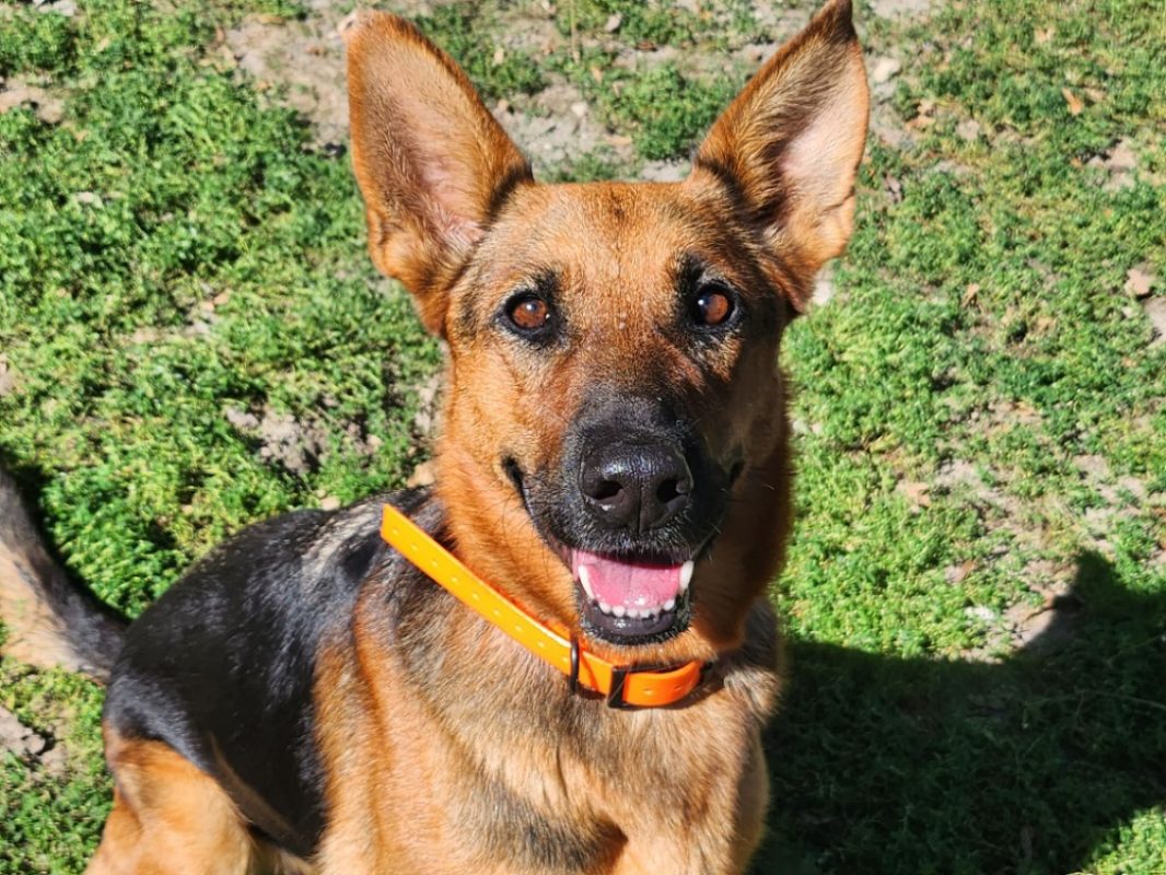 Thalia - Chien Berger Allemand à adopter