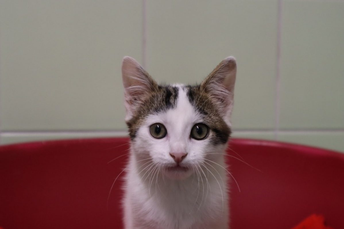Remy - Chat Européen à adopter
